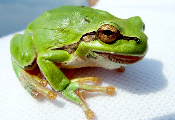 frog