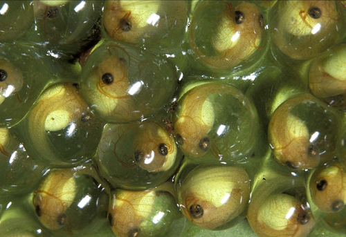 Frog Eggs