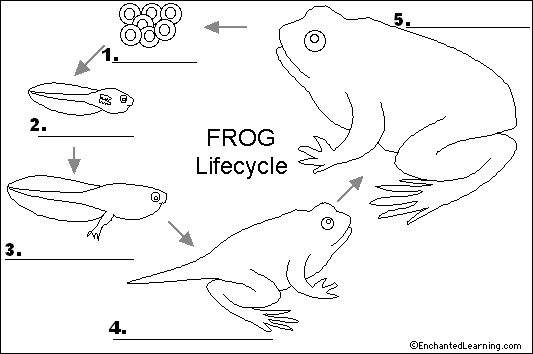 label the frog life cycle