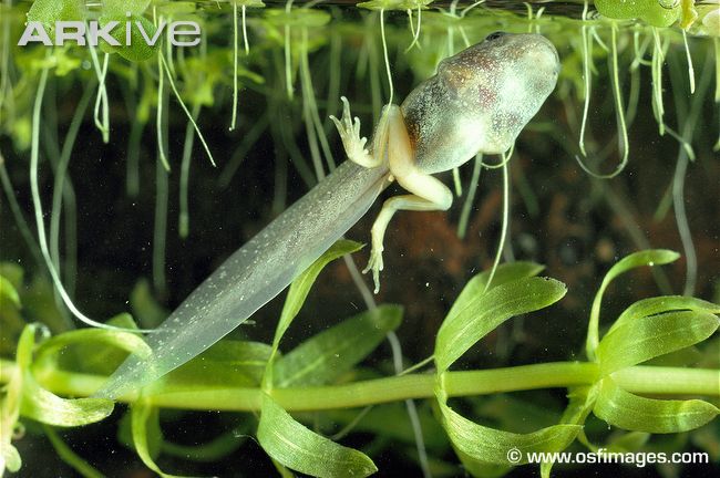 Tadpole with legs