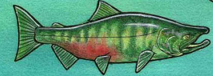 spawing chum salmon