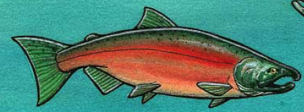 spawning coho salmon