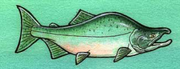 spawning pink salmon