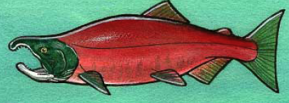 spawning sockeye salmon