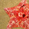 Bat Star Photo